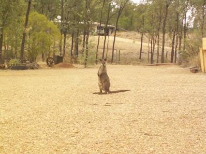 Wallaby at Gemseekers